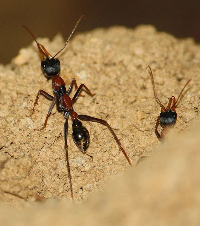 The extraordinary, but very aggressive, Bull Ant