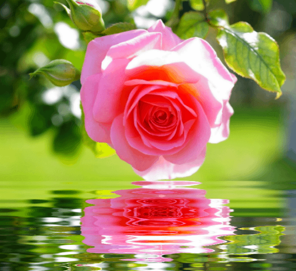 DO OUTRO LADO DOS MEUS SONHOS... Gifs de Rosas /Rosas em movimentos