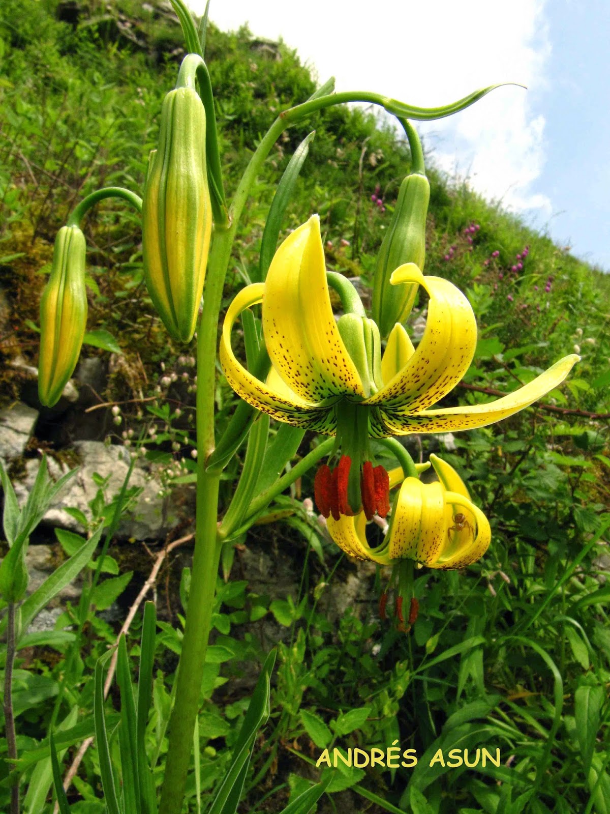 Flores silvestres de la Cordillera Cantábrica: LILIACEAS - Liliaceae