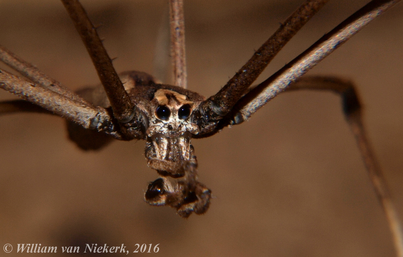Zambian Wildlife and Bletherings therein: The Net Casting Spiders  (Deinopidae)