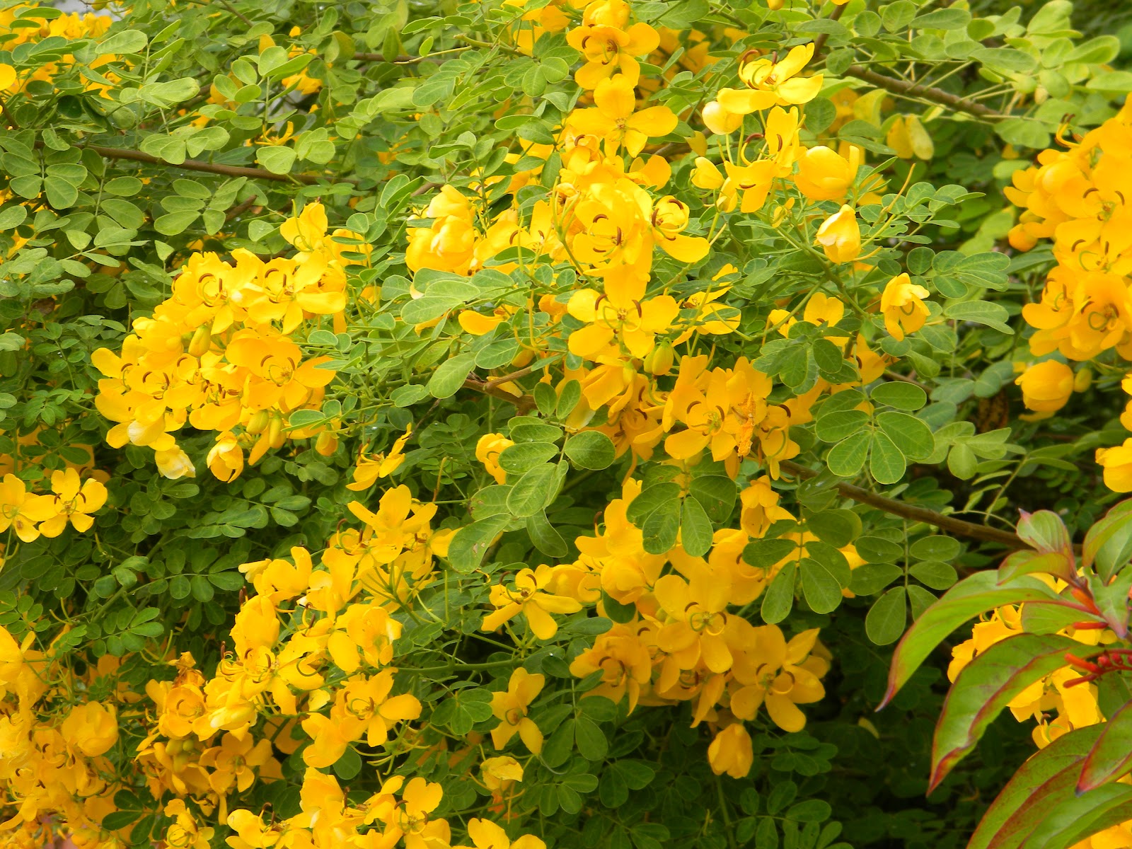RVFulltimingLove The Panhandle Butterfly House, Navarre, Florida