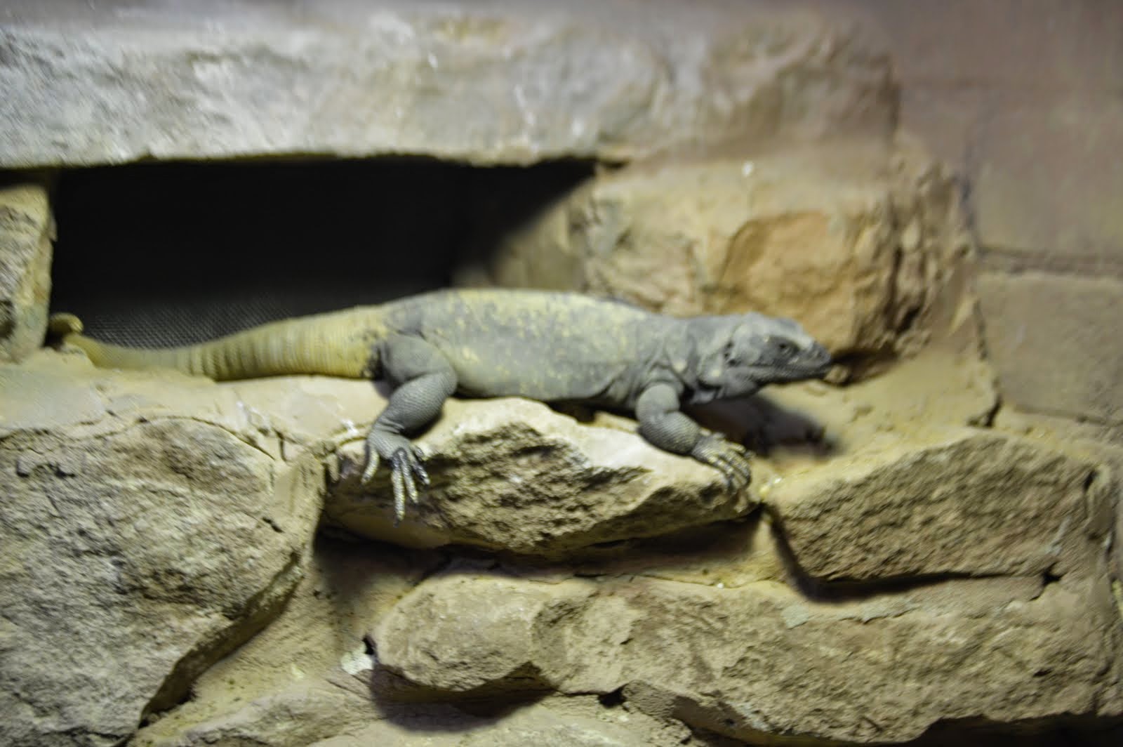 Zoo Volunteer: Lizards 3: Chuckwalla