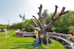 pohon mindi ereveld ancol jakarta