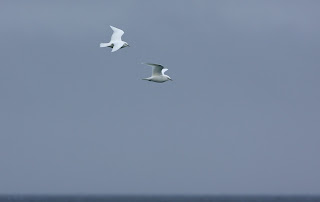 two Ivory Gulls Newfoundland