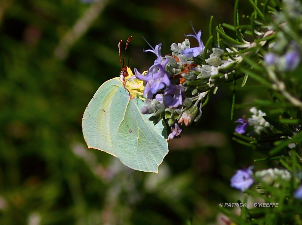 Raw Birds Butterflies of Mallorca