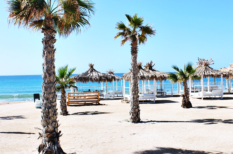 EREGO Beach Club and Restaurant beach palms.