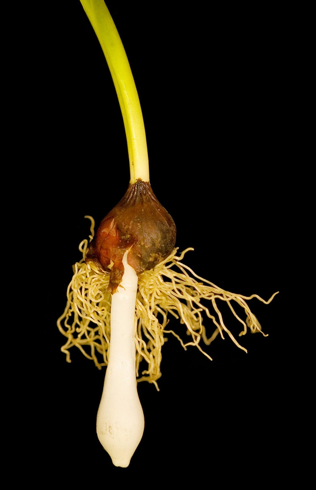 Tristians World Tulip Bulbs For Planting Why I Am Picky