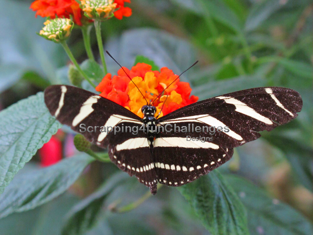 Scrapping4funChallenges Challenge 120 Anything Goes with flowers and butterflies