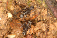 http://fourmis-portugal.blogspot.fr/2016/09/aphaenogaster-senilis.html