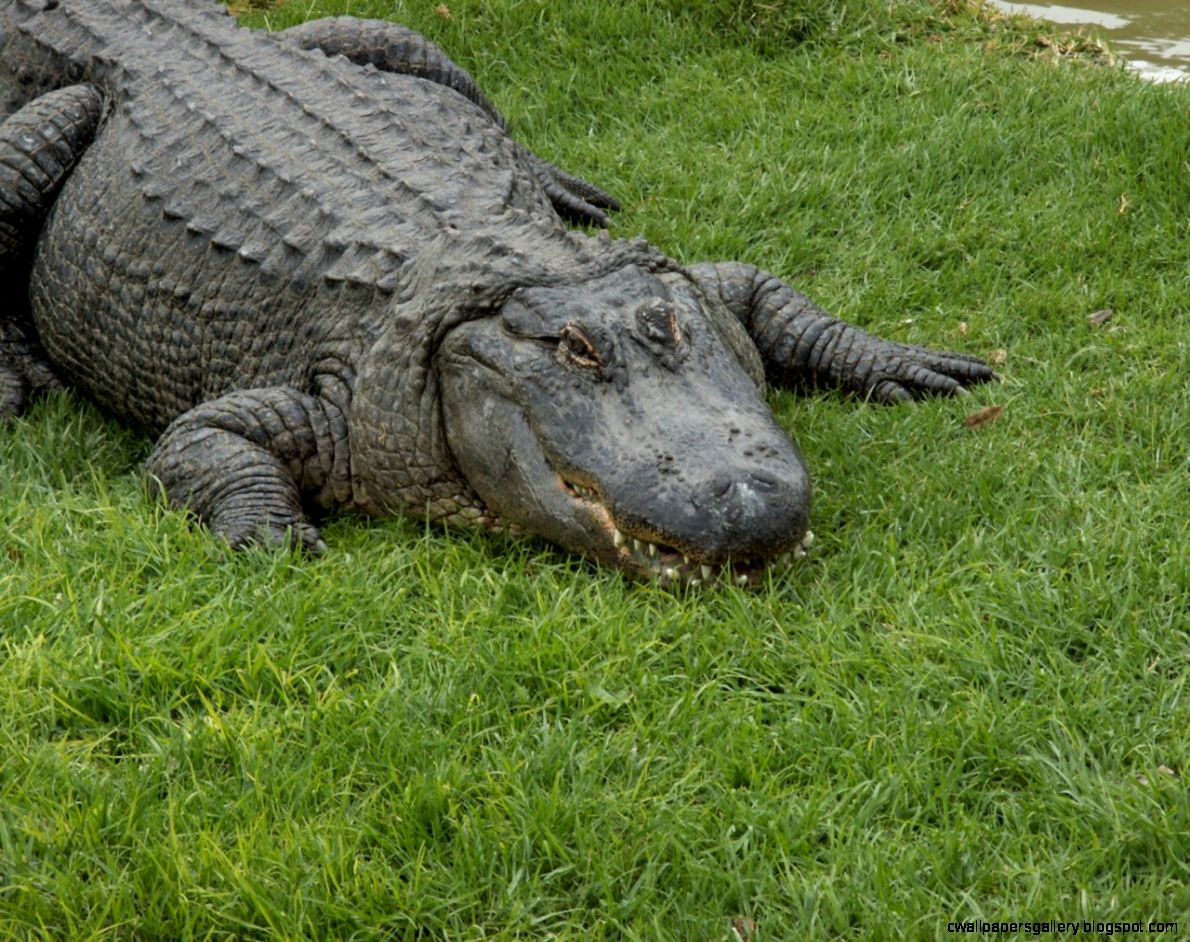 Reptiles Animals Wallpapers Gallery