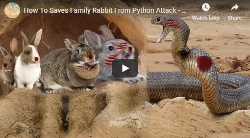 How To Saves Family Rabbit From Python Attack - Humaira Kousar
