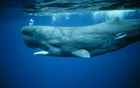 whale sperm whales names sources seismic predators iv part god watching dolphin come male speaker marine right lanka sri heart