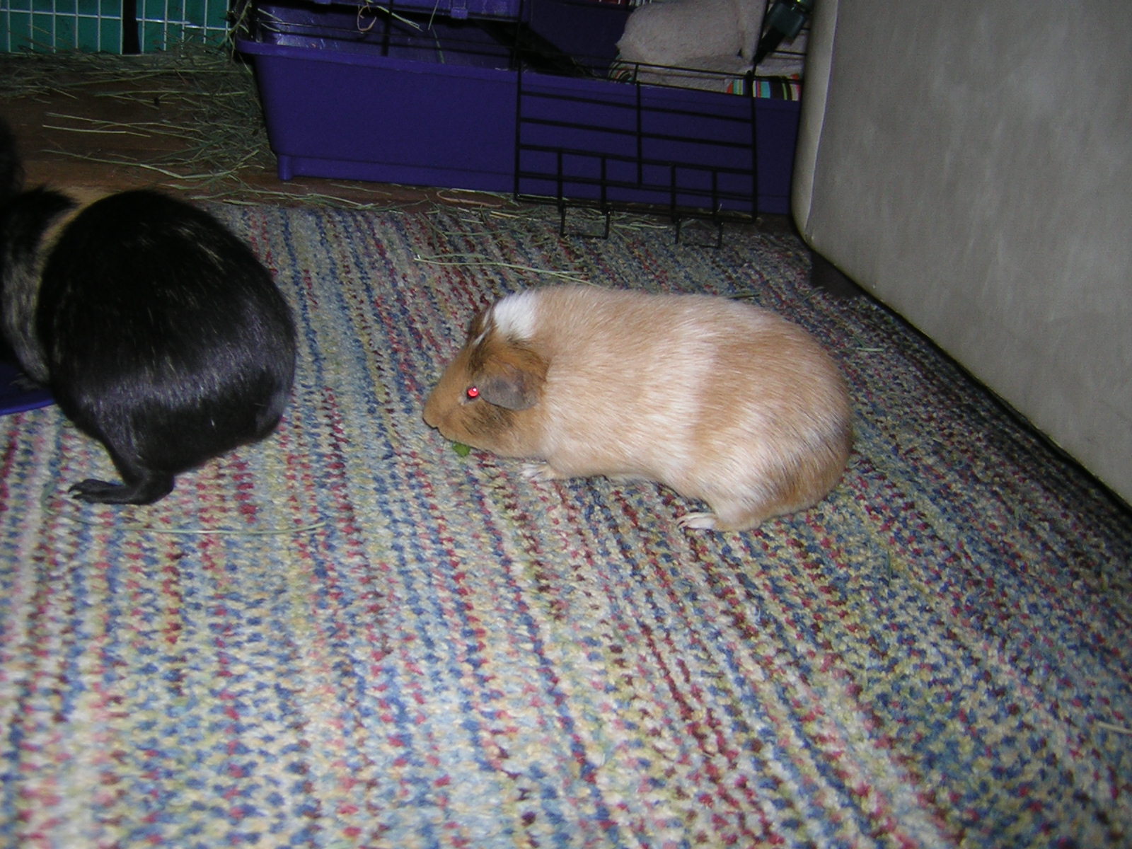 Cavy Savvy A Guinea Pig Blog Can Guinea Pigs Eat Collard Greens?