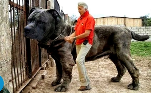 Dunia Ku Jenis Anjing Yang Paling Mahal Di Dunia