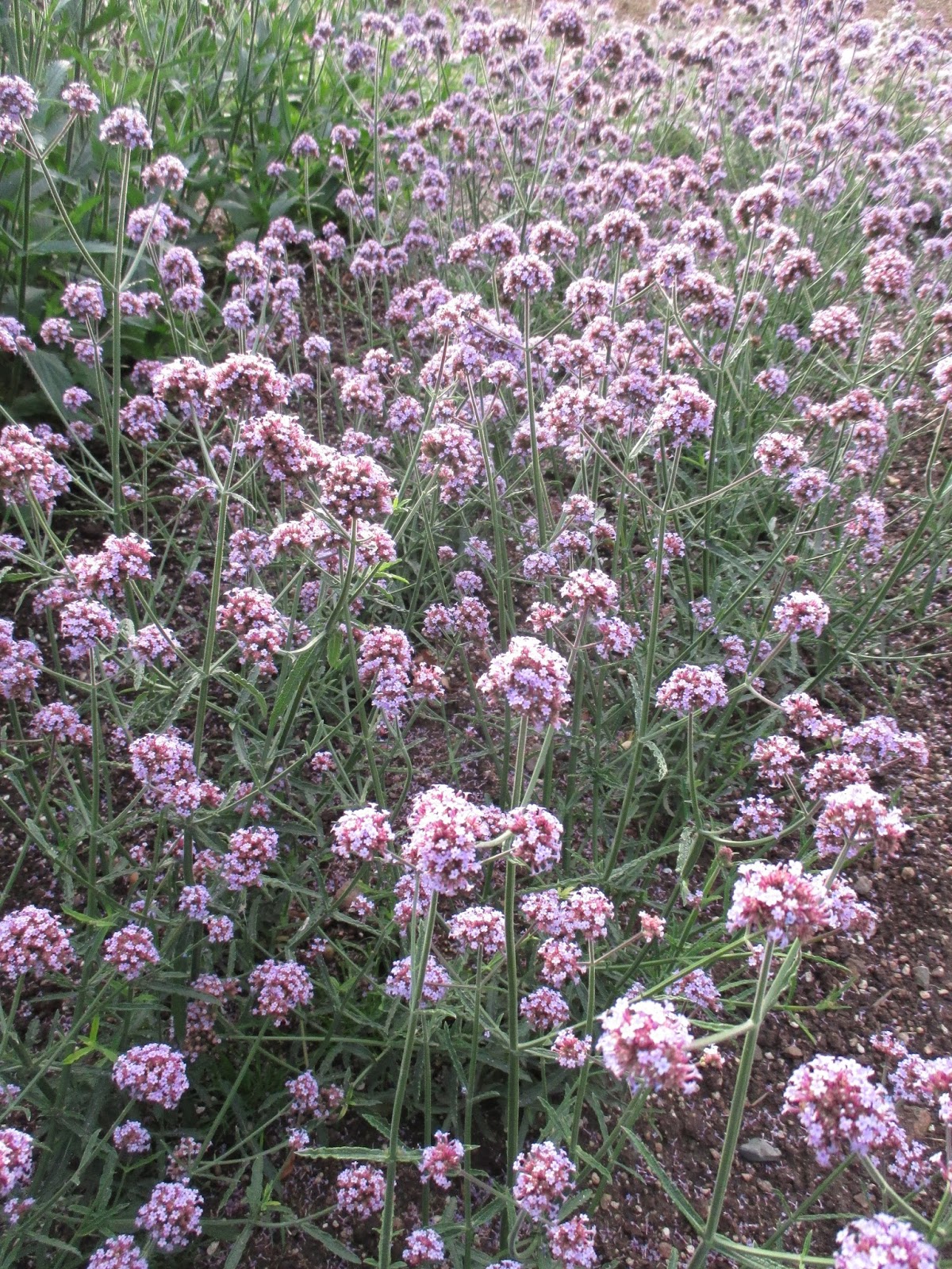 Look For The Meteor Shower (Verbena)! Rotary Botanical Gardens