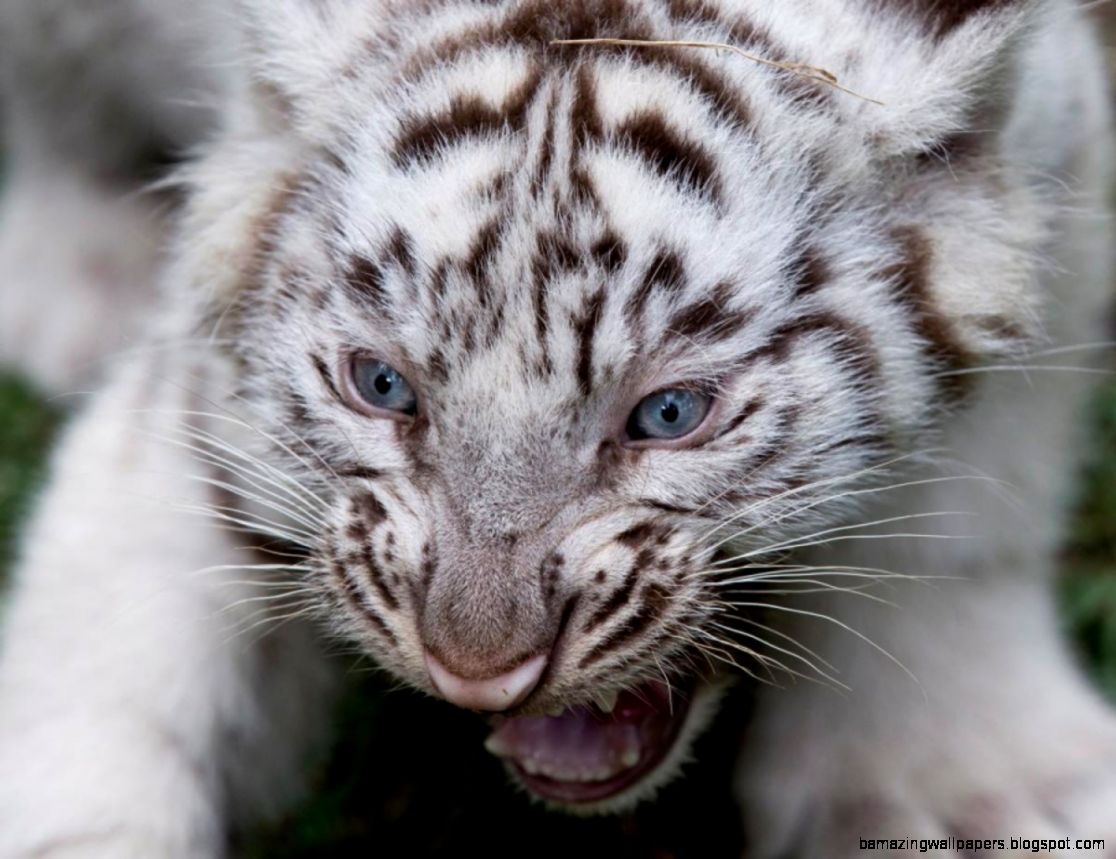 Baby white tiger cub   Photos   Most delightful baby animals   NY
