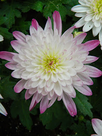 Allan Gardens Conservatory Fall Chrysanthemum Show 2014 white purple mum by garden muses-not another Toronto gardening blog 