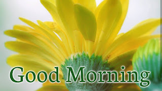 good morning good morning