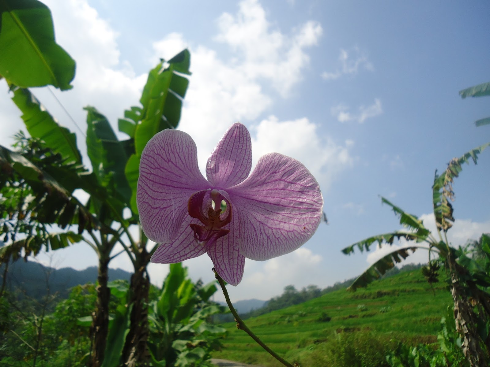Wallpaper Bunga Anggrek Ungu Corak Di Sawah - Rumah Daun Muda
