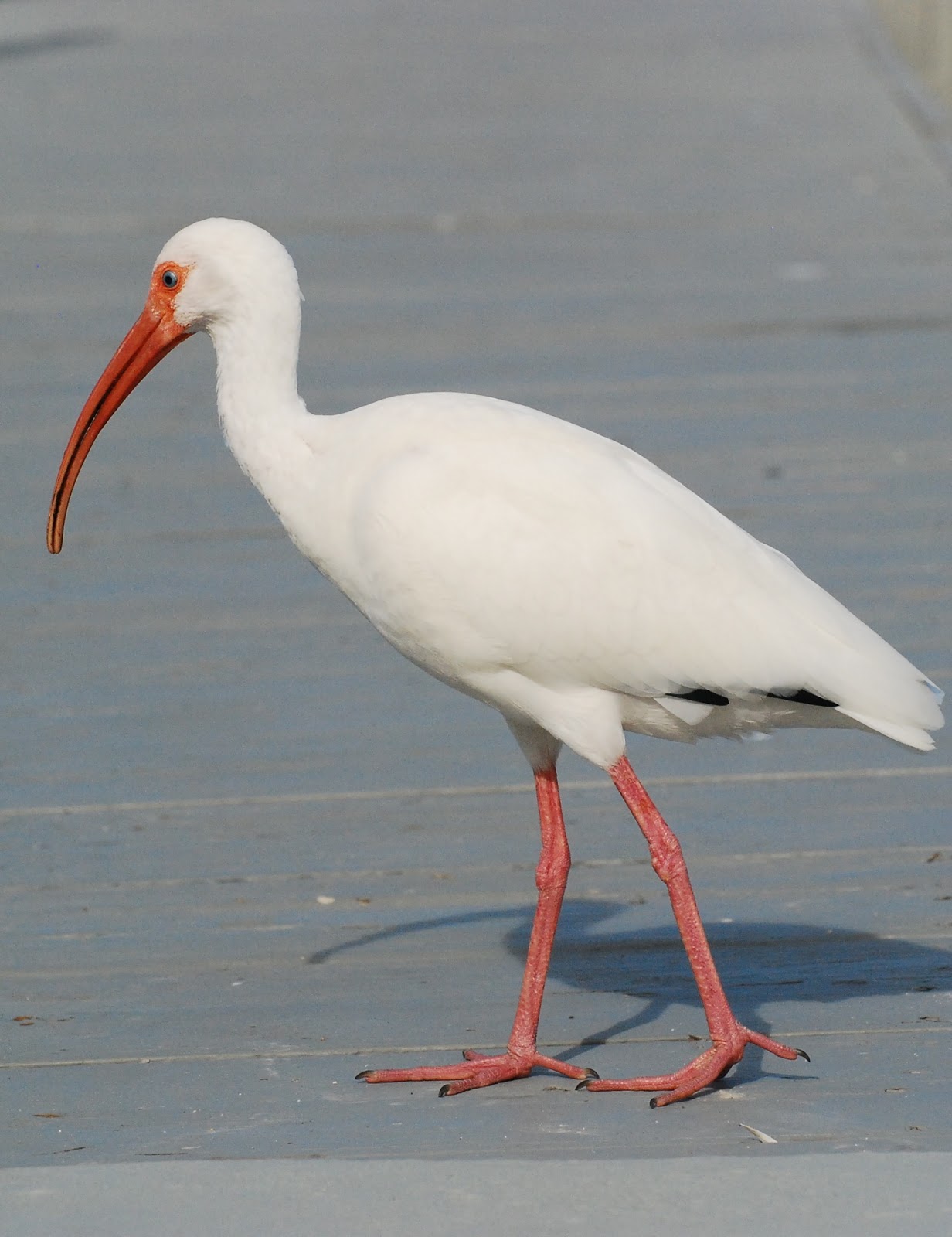 Bosque despierto: Ibis blanca