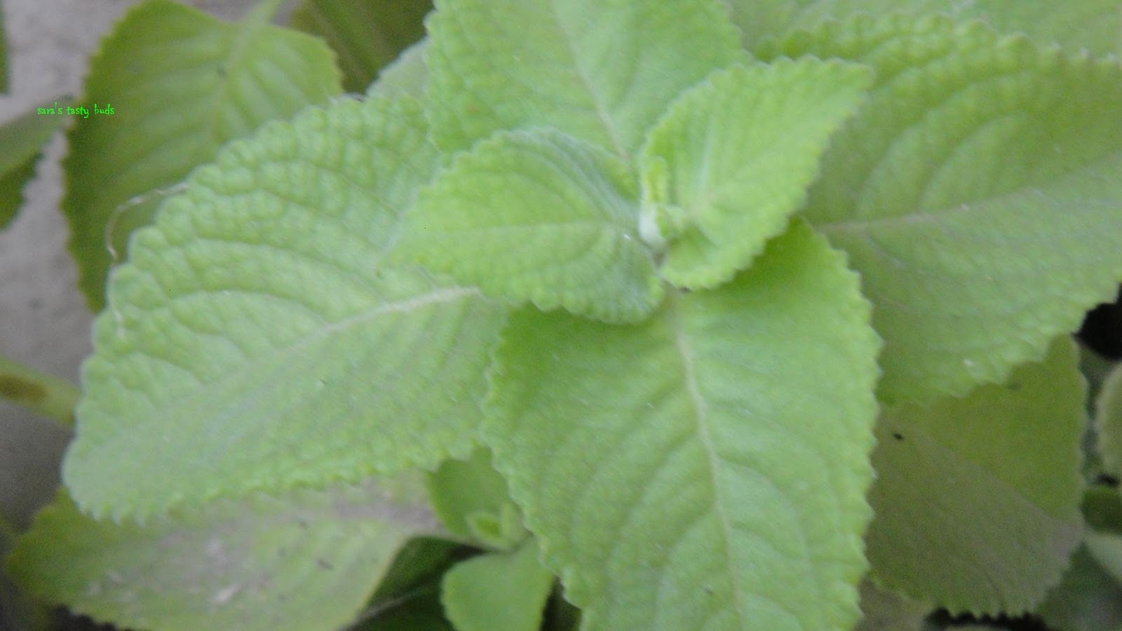 SARA'S TASTY BUDS: Karporavalli( Cuban oregano ) Rasam