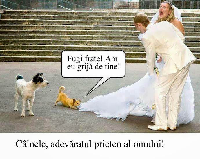 Cainele Adevaratul Prieten Al Omului Poze Haioase Poze Amuzante