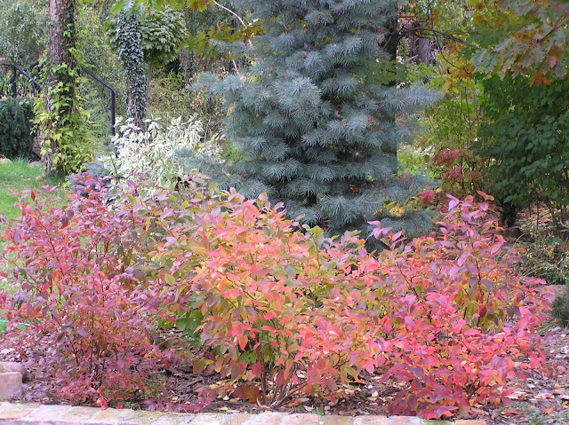 Vaccinium  corymbosum