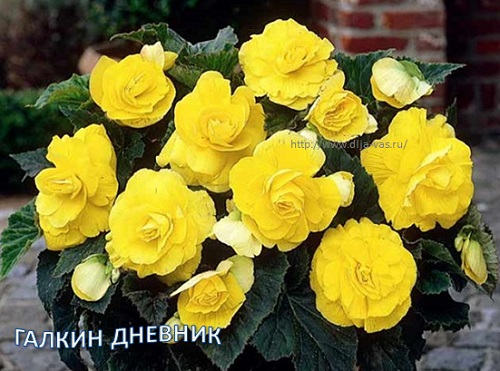 Комнатные растения Бегония клубневая
