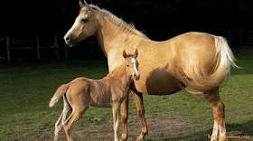 Kuda hewan vivipar - berbagaireviews.com