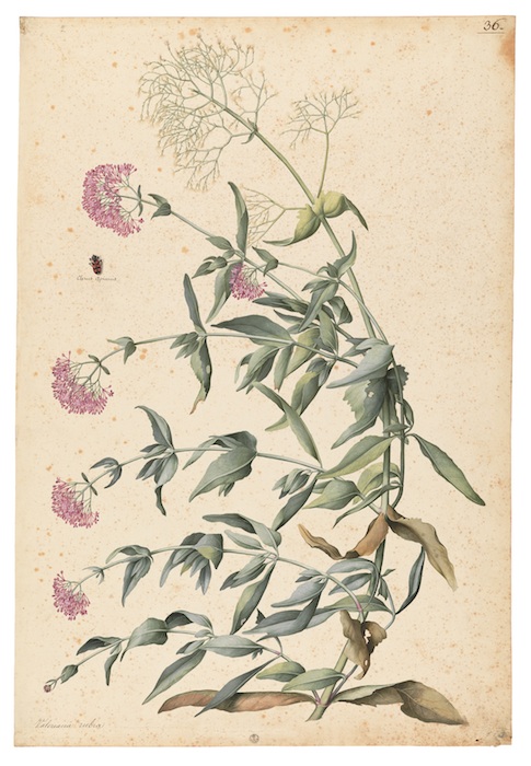 Mostra Jacopo Ligozzi Firenze - Tavole botaniche -  Valeriana rubra (Centranthus ruber L.) e un insetto (Clerus apianus L.), 1577-1587 ca