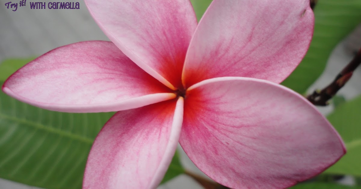 *Try It With Carmella*: Pink Fragipani Flowers