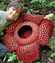 Ciri Khusus Bunga Raflesia