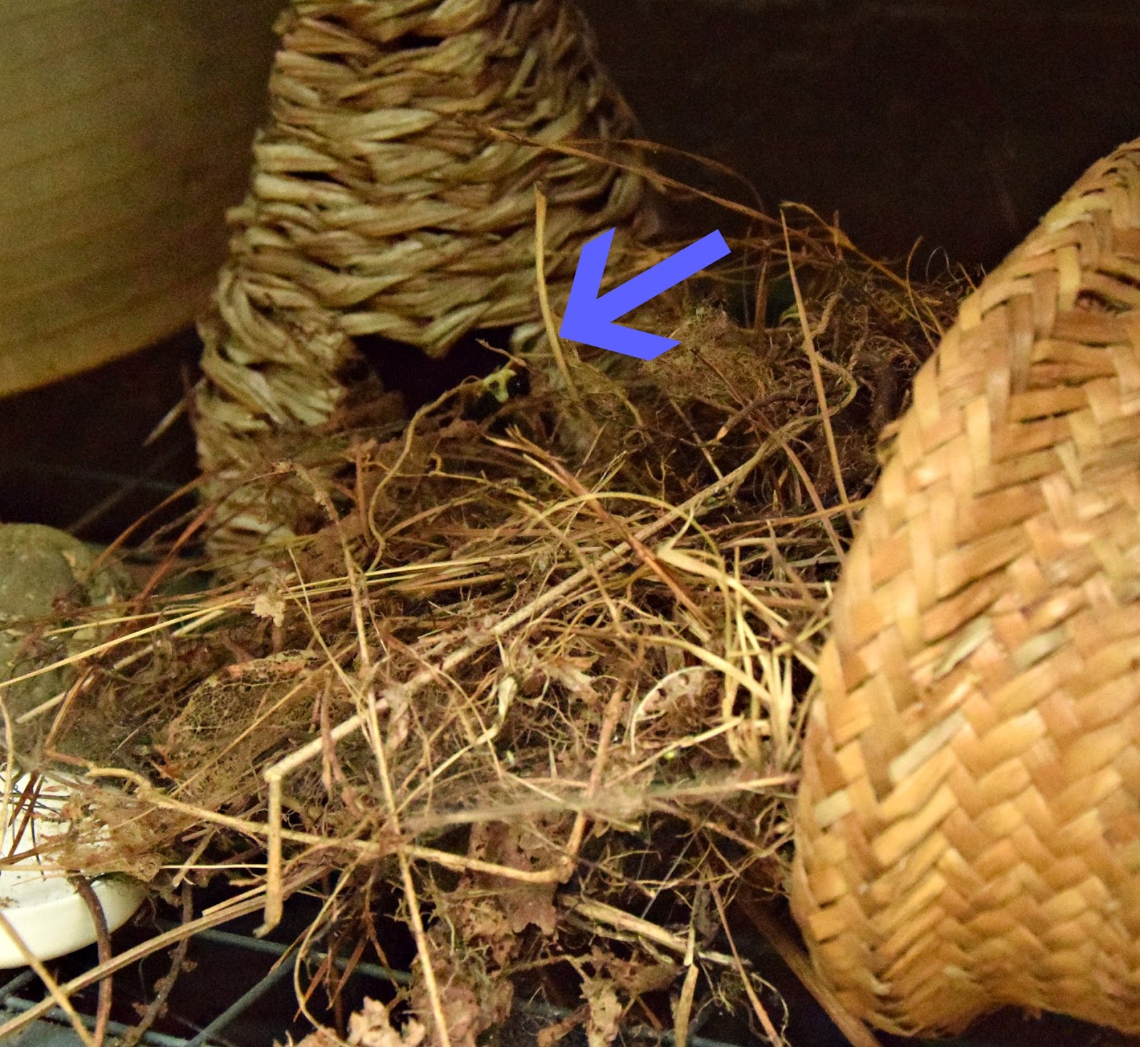 Using Georgia Native Plants: The Bumbles Nest