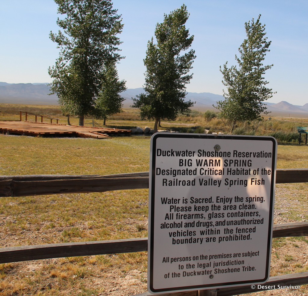 Desert Survivor A Visit to Big Warm Spring, Duckwater Shoshone Reservation