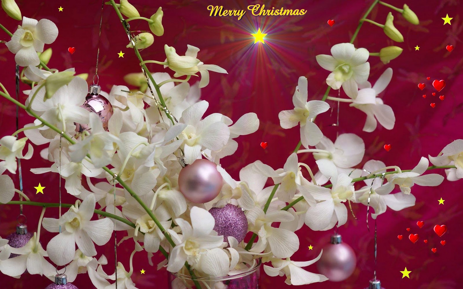 Merry christmas orchids on postcard hd wallpaper ~ The Wallpaper Database