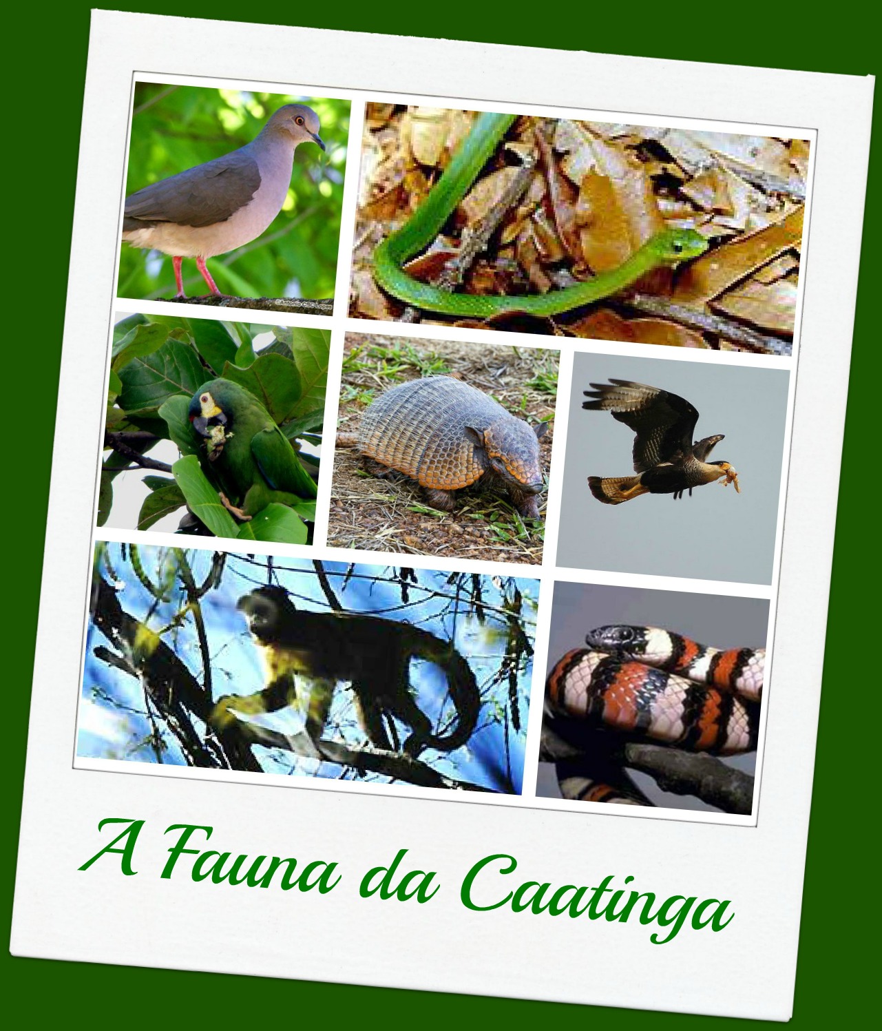 VENTO NORDESTE: S.O.S. CAATINGA! ANIMAIS E PLANTAS EM RISCO DE EXTINÇÃO
