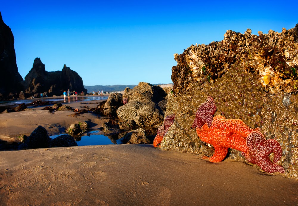 What Karen Sees Starfish on Cannon Beach, Oregon