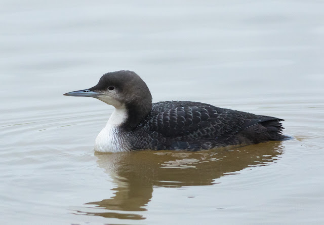 Pacific Diver - Druridge Bay CP, Northumberland