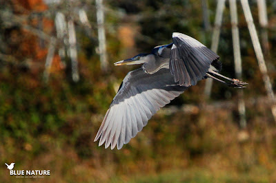 Garza real (Ardea cinerea) en vuelo por encima del embalse de Santillana.