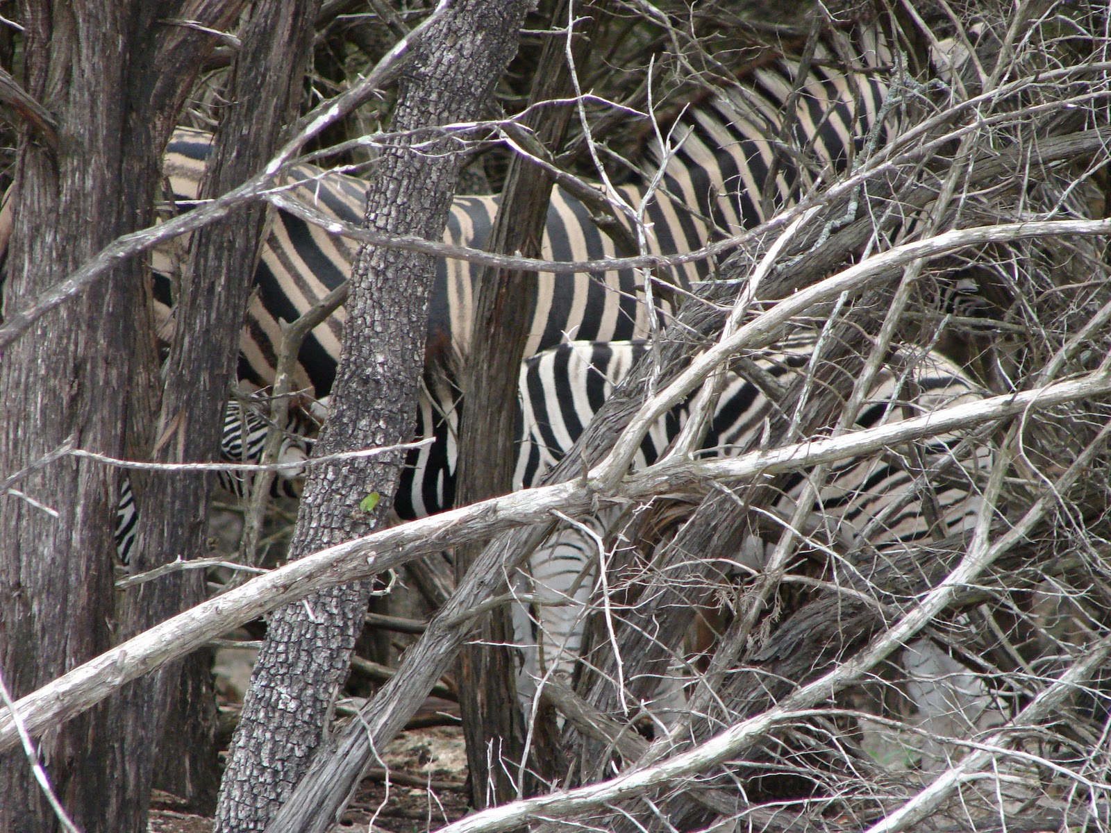 are zebras white with black stripes national geographic are zebras white with black stripes national geographic
