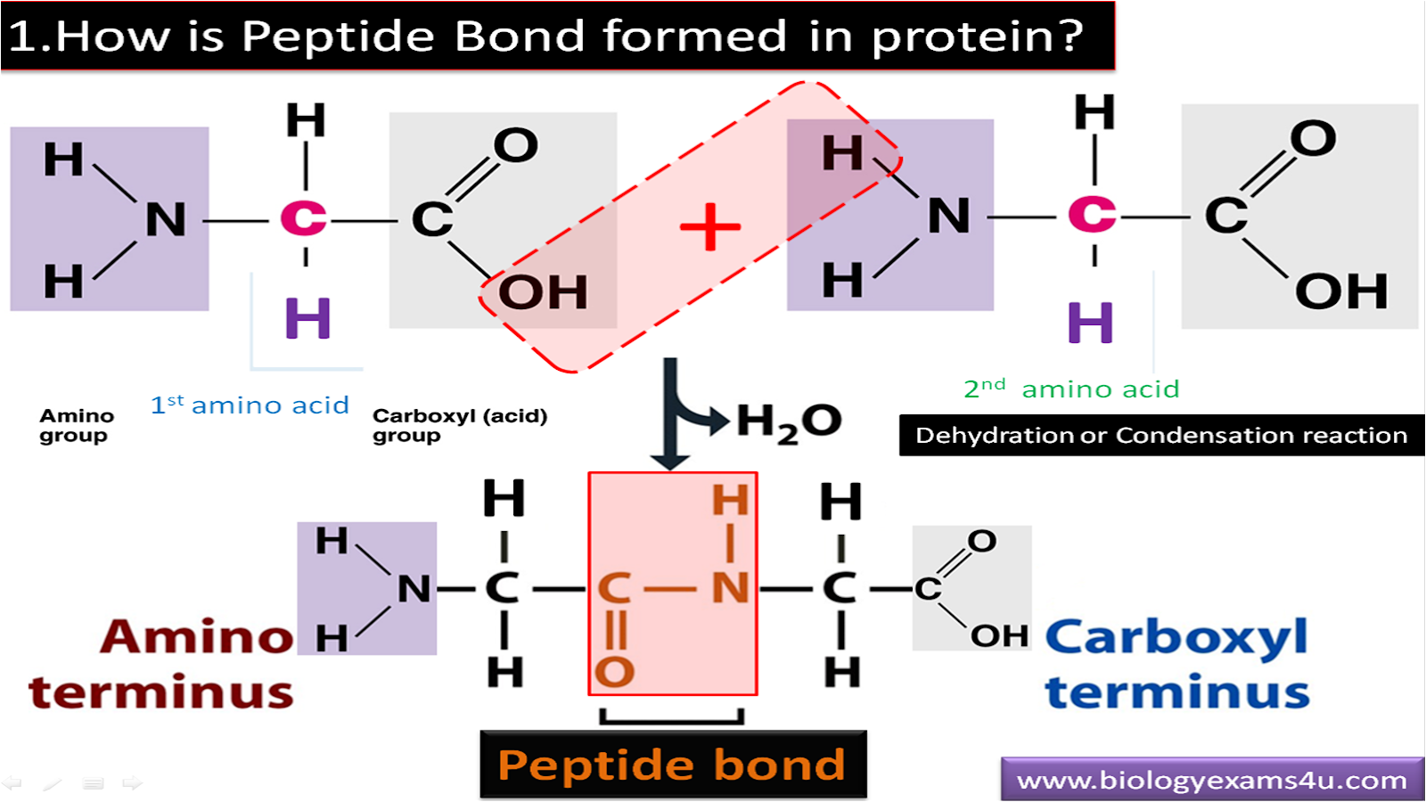 What are the 6 Major Chemical Bonds or Interactions In Proteins?