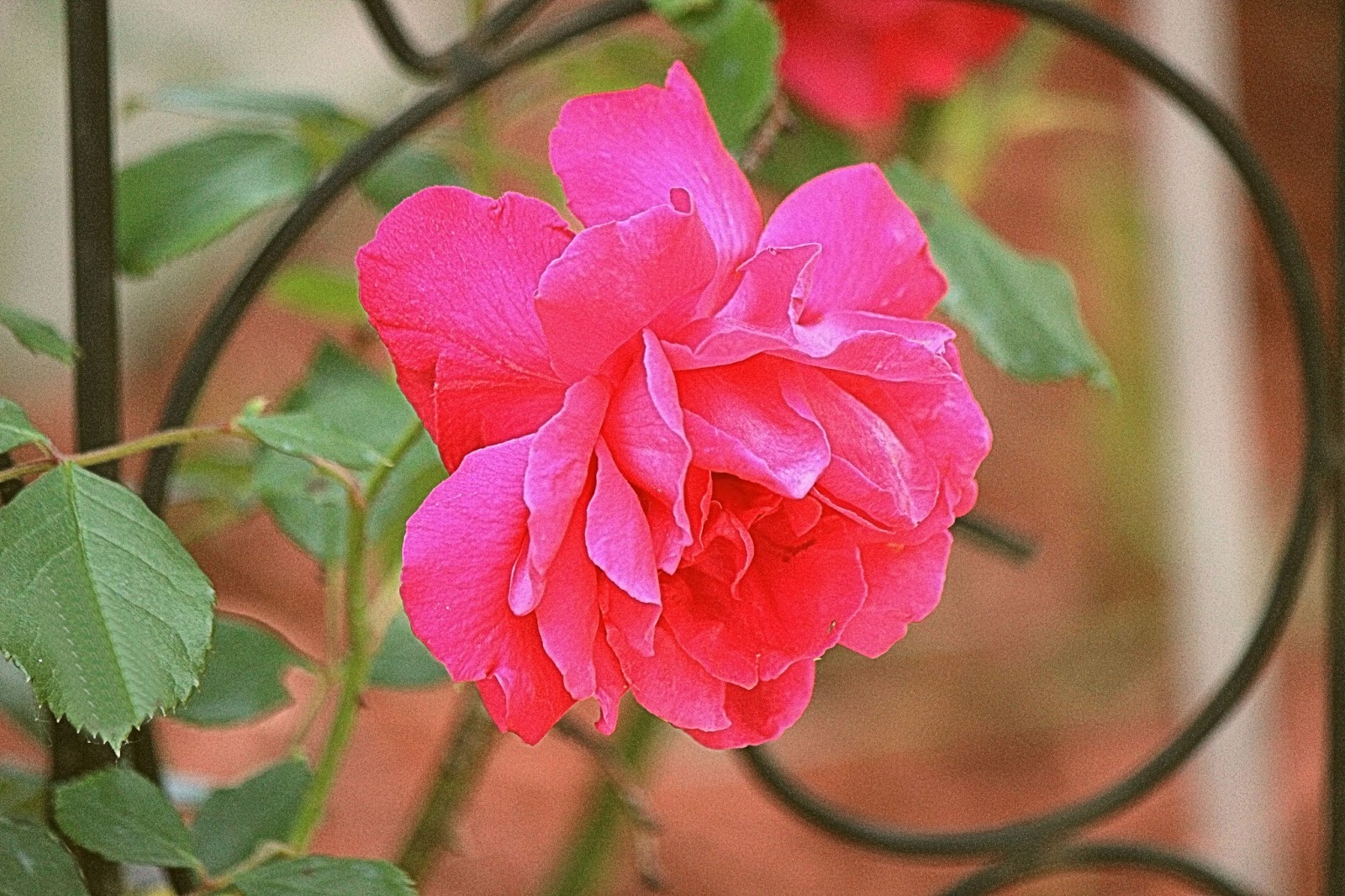 Roses From My Garden 6 Photos