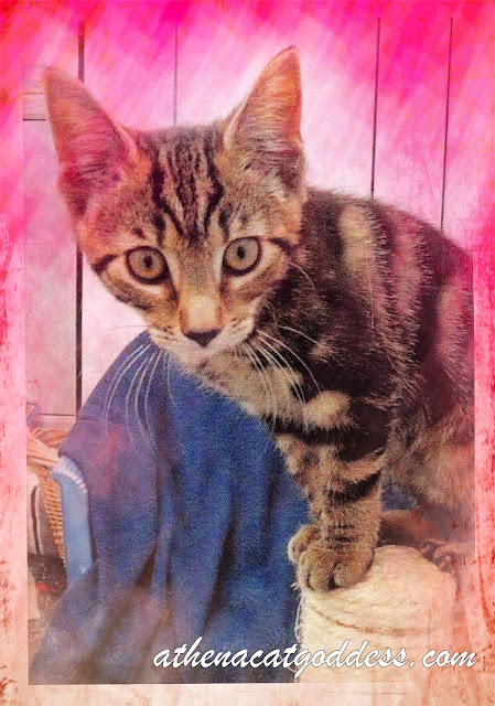 Athena as a kitten at the animal shelter