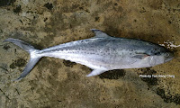Indo-Pacific King Mackerel, Spotted Spanish Mackerel