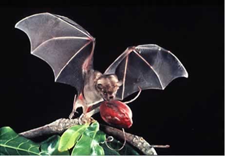 Alc-Negros Naked-backed Fruit Bat: Philippine Bare-Backed 