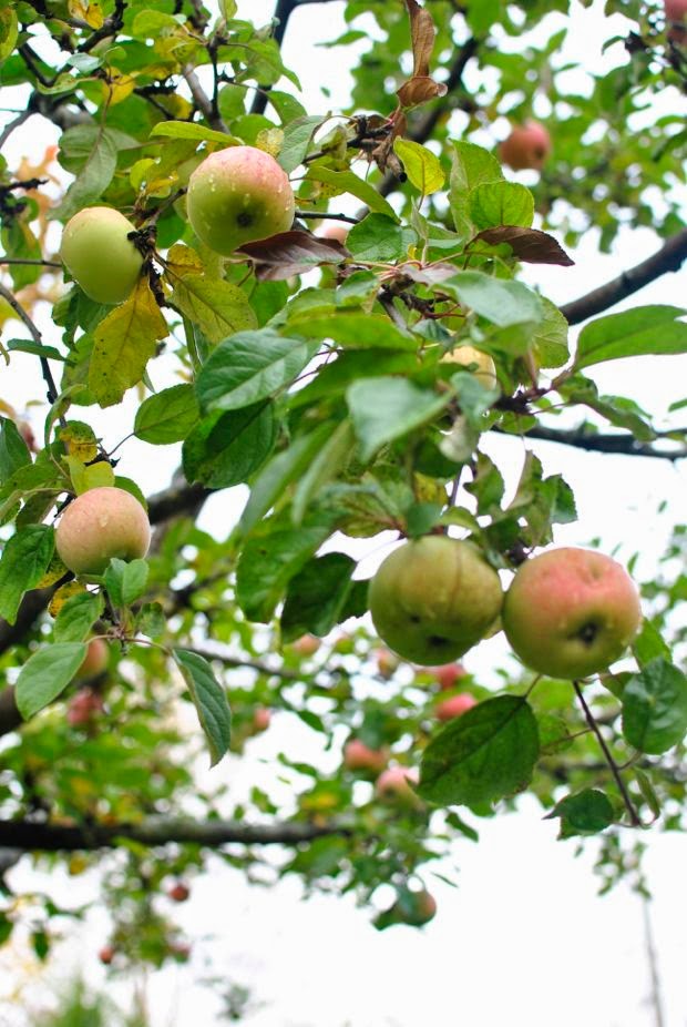 äppelträd höst