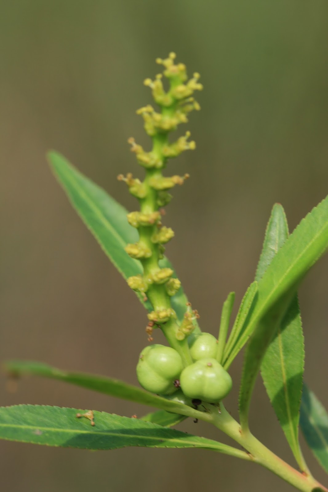 Native Florida Wildflowers Corkwood Stillingia aquatica