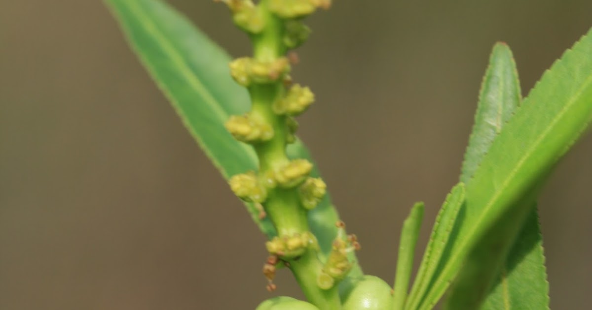 Native Florida Wildflowers Corkwood Stillingia aquatica