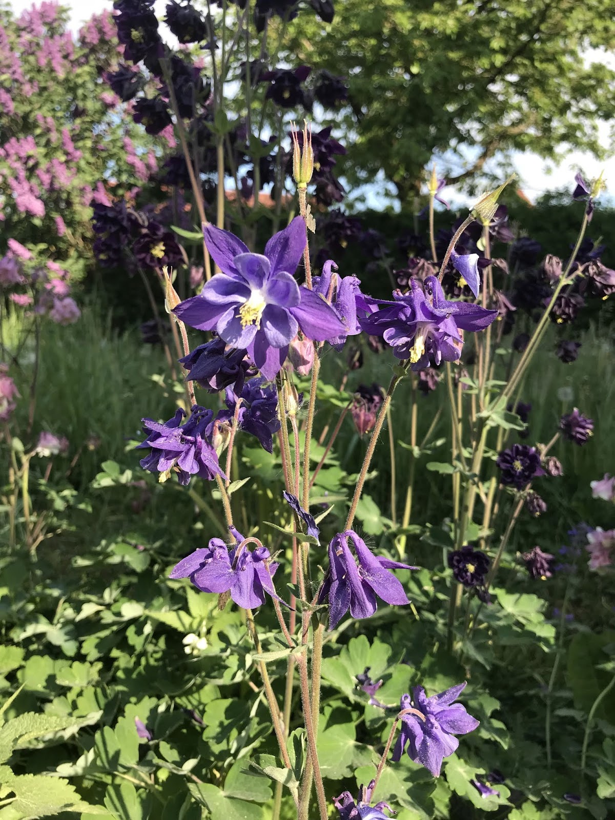 Wo Sind Die Salzburger Page 730 Mein Schoner Garten Forum