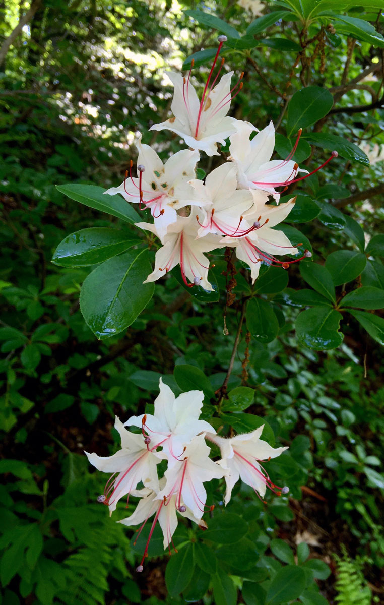 Natural Gardening A lovely native azalea (Rhododendron arborescens)